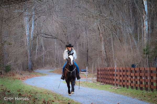 athletic-quarter-horse