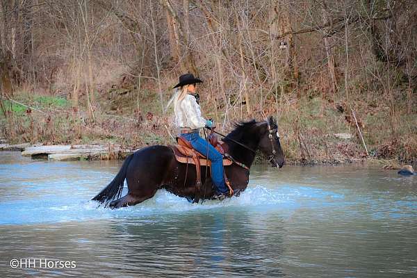 husband-safe-quarter-horse