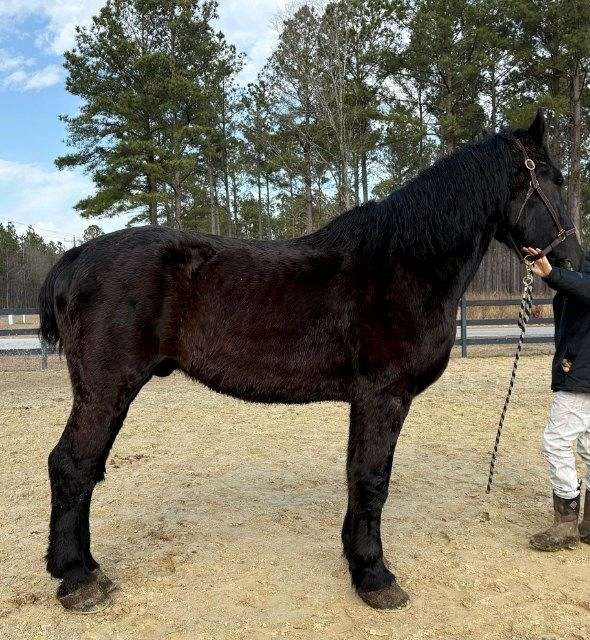 intermediate-rider-percheron-horse