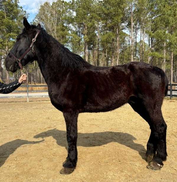 moves-out-percheron-horse