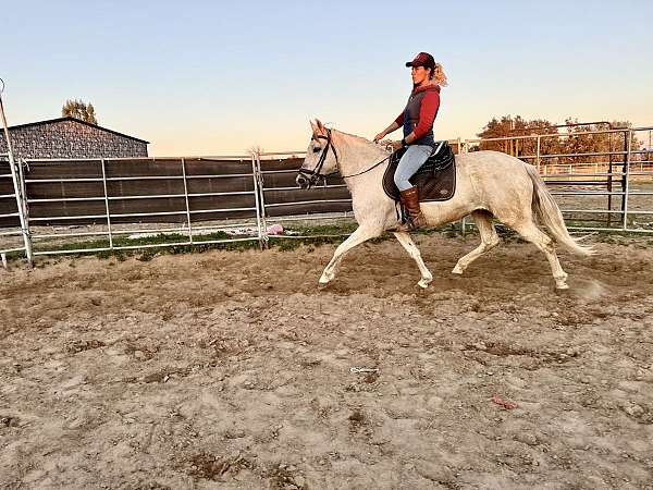 athletic-trail-andalusian-horse