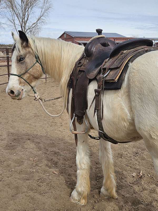 buckskin-overo-draft-horse