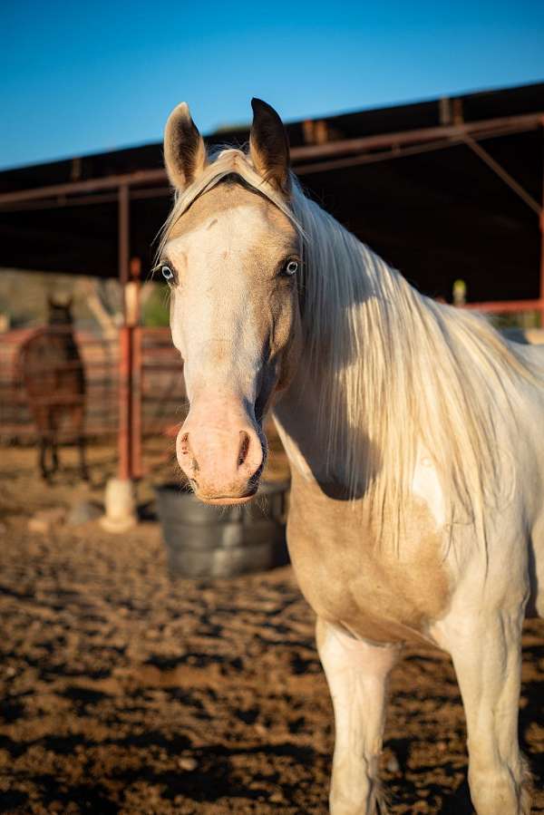 buckskin-overo-gypsy-vanner-for-sale