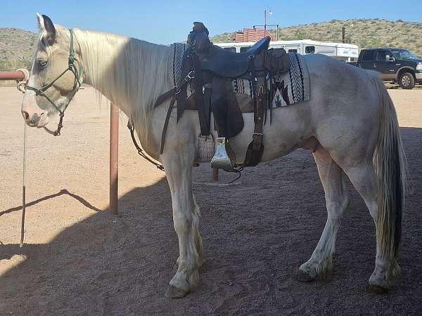 buckskin-overo-gypsy-vanner-horse