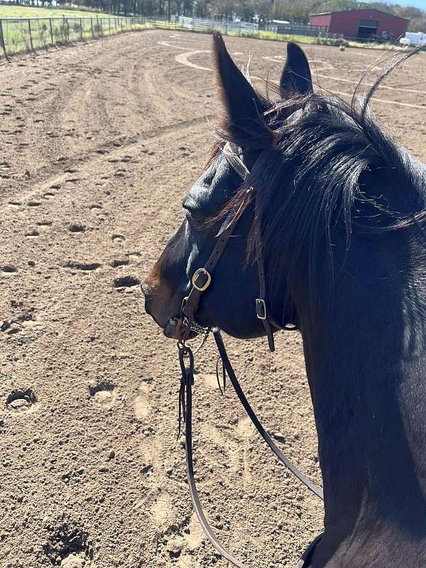 ranch-quarter-horse