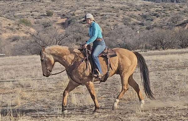 buckskin-white-socks-horse