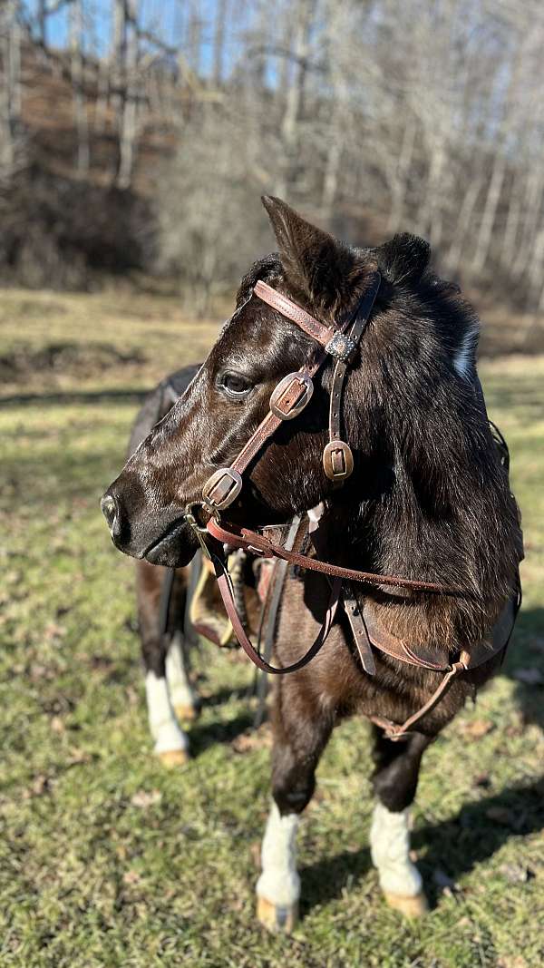 miniature-pony