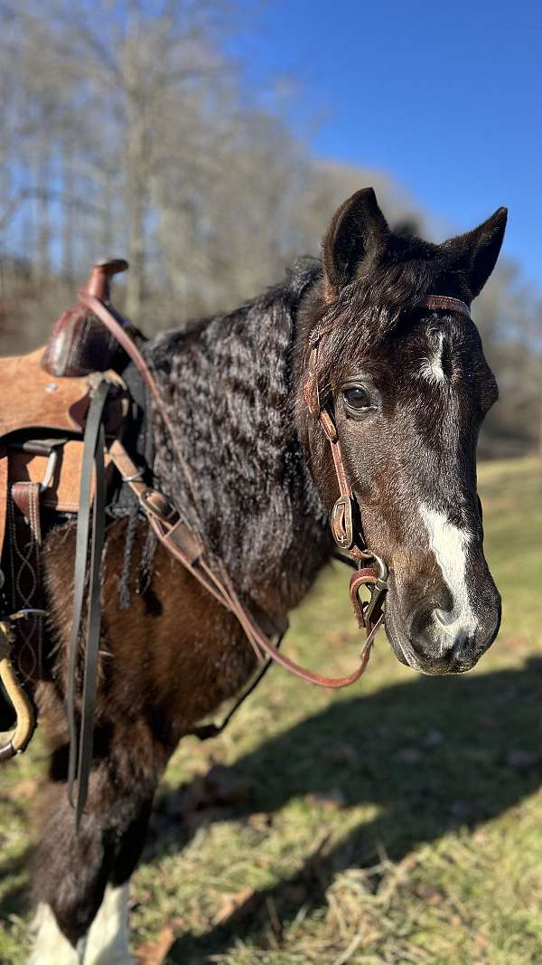 harness-paint-pony