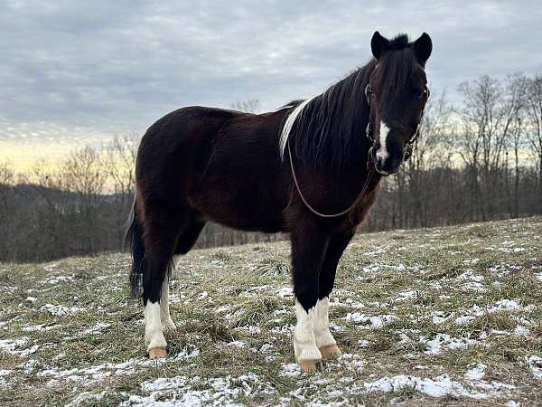 trail-paint-pony