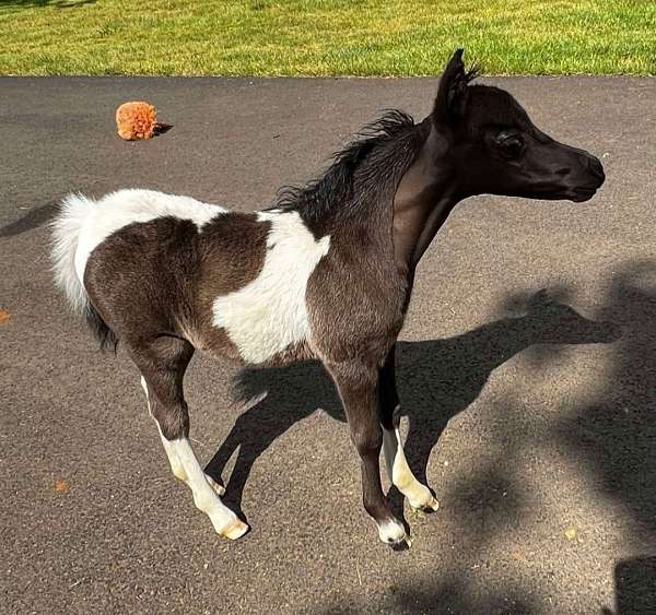 miniature-stallion