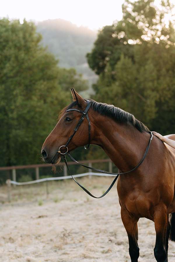 dressage-dutch-warmblood-horse