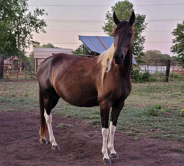 black-white-horse