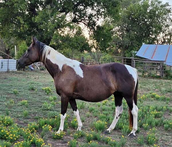 apha-paint-horse