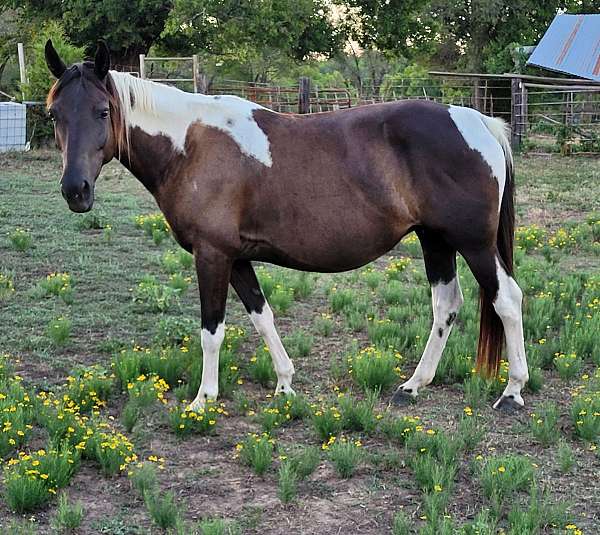 tobiano-black-white-horse