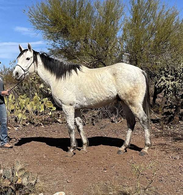 15-hand-quarter-horse-gelding