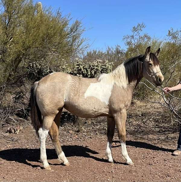 1-hand-quarter-horse-filly