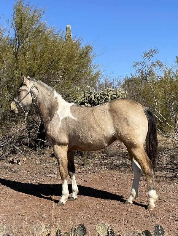 1-hand-quarter-horse