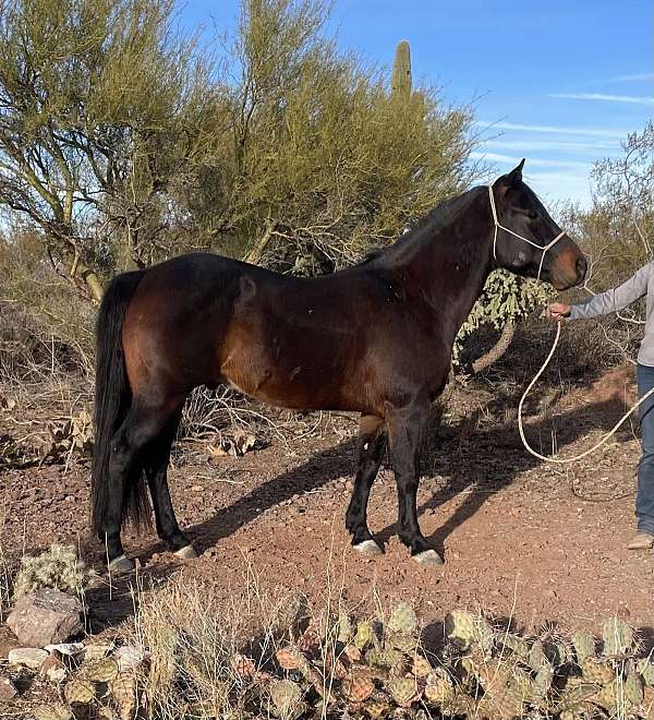 14-hand-quarter-horse-gelding