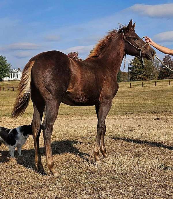 bartlett-ranch-filly