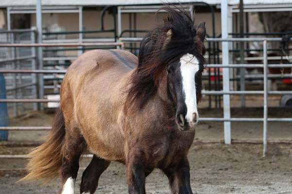 all-gypsy-vanner-horse