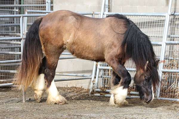 wow-gypsy-vanner-horse