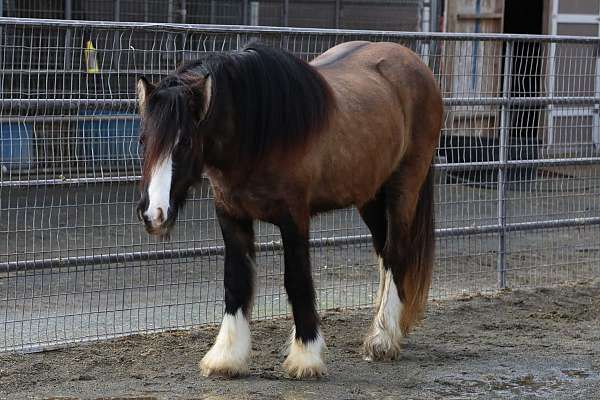 amazing-gypsy-vanner-horse