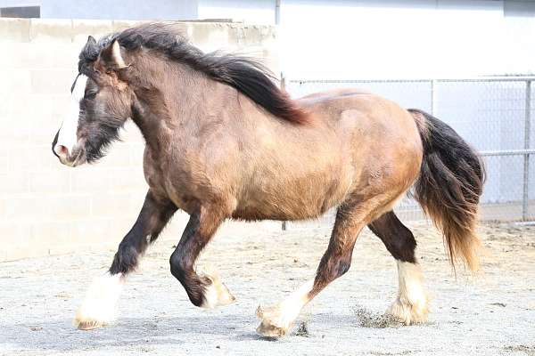 beautiful-head-gypsy-vanner-horse