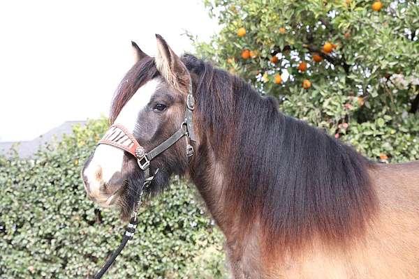 best-gypsy-vanner-horse