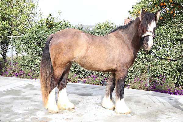 broodmare-gypsy-vanner-horse