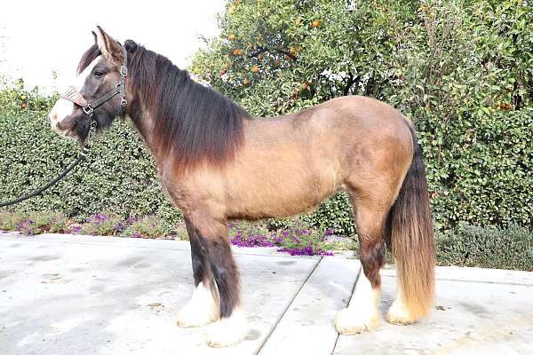 color-gypsy-vanner-horse