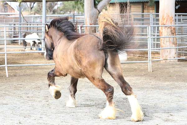 draft-gypsy-vanner-horse