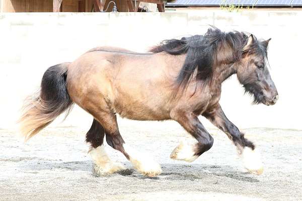 draught-gypsy-vanner-horse