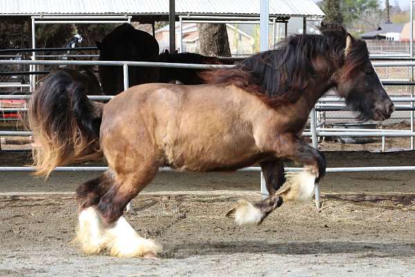 due-gypsy-vanner-horse