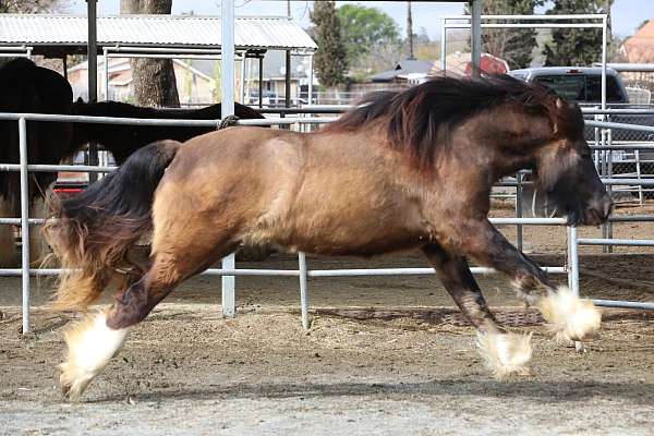 dun-gypsy-vanner-horse