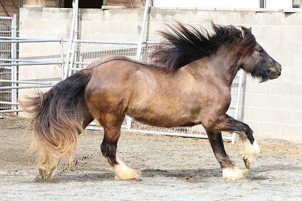 dun-filly-gypsy-vanner-horse