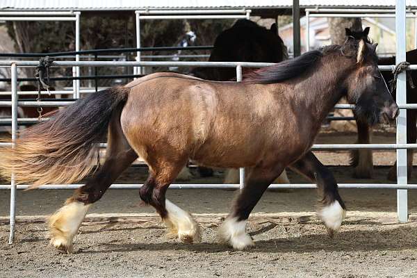 exceptional-gypsy-vanner-horse