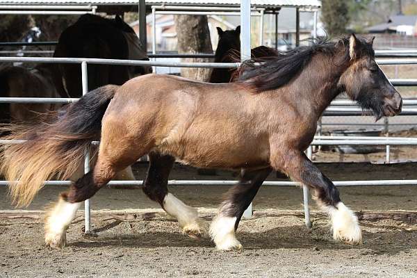 female-gypsy-vanner-horse