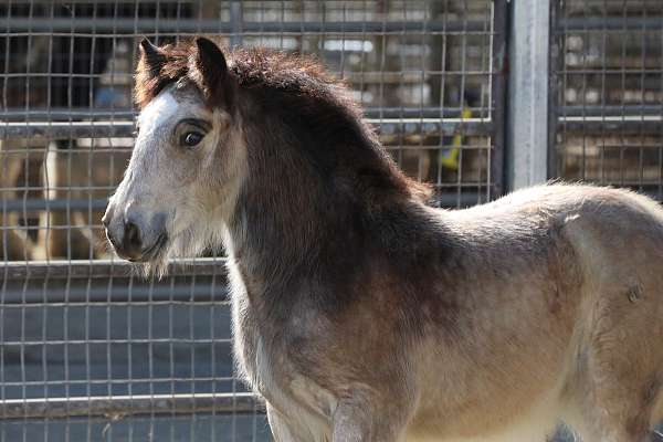 delta-gypsy-vanner-horse