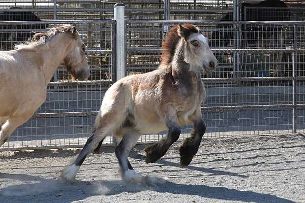 echo-gypsy-vanner-horse