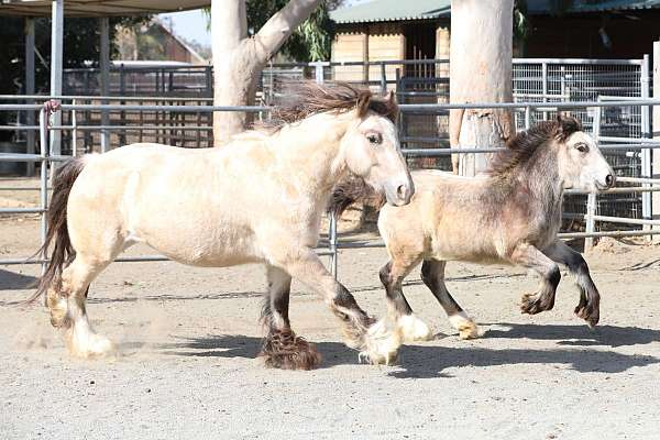 good-minded-gypsy-vanner-horse