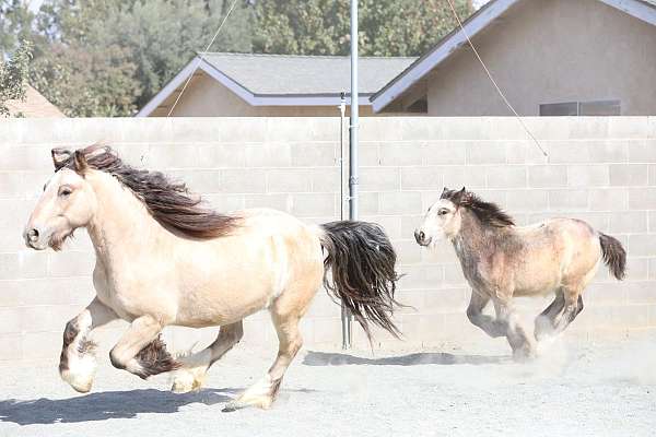 super-cute-gypsy-vanner-horse