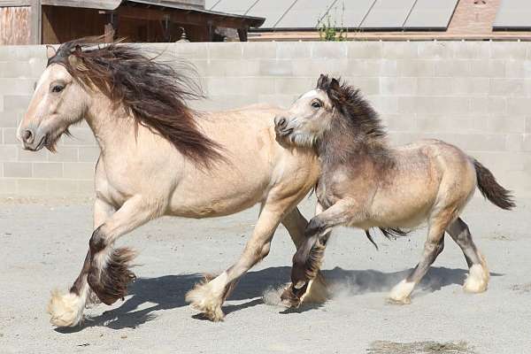 adorable-gypsy-vanner-horse