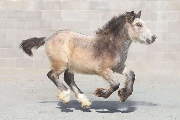 around-gypsy-vanner-horse