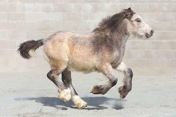 bone-gypsy-vanner-horse