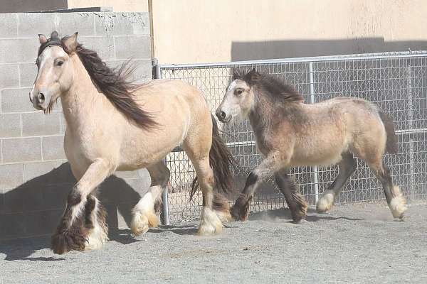 buckskin-gypsy-vanner-horse