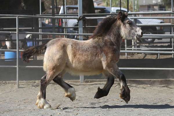 draft-gypsy-vanner-horse