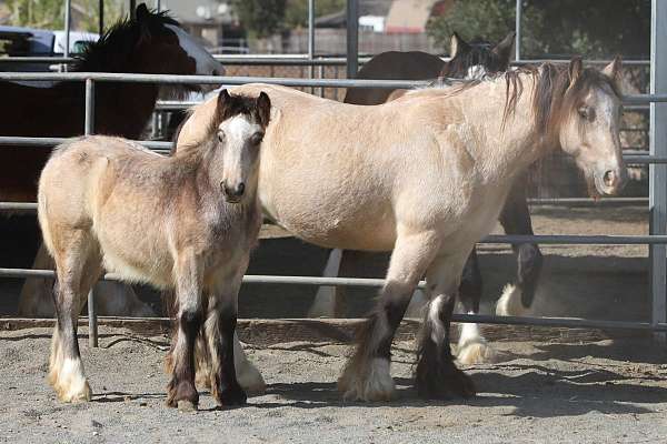 draught-gypsy-vanner-horse