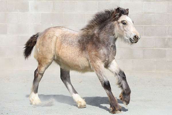 female-gypsy-vanner-horse