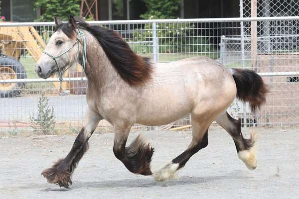 delta-gypsy-vanner-horse