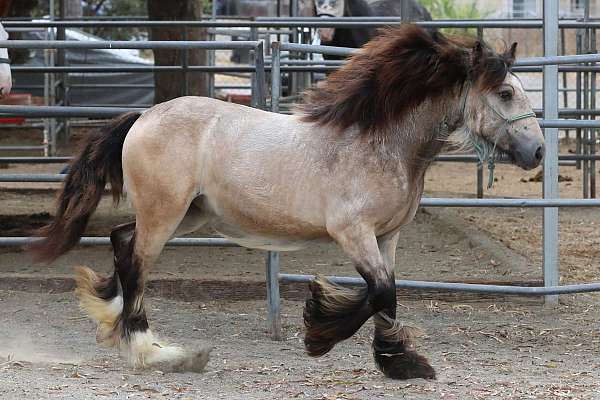 echo-gypsy-vanner-horse